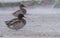 Mallards in the storm