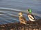 Mallards Sunning