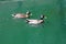 Mallards Swimming In A London Waterway
