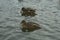 Mallards on the water