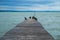 Mallards on wooden dock or pier at Balaton lake