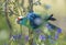 Mallee ringneck parrot