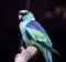 Mallee Ringneck Parrot