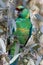 Mallee Ringneck Parrot in New South Wales Australia