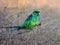 Mallee Ringneck Parrot in New South Wales Australia