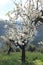 Mallorca in February 2019. The almond blossom in the valley of Soller