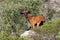 Mallorca, Spain - Sep 2019: a wild goat in nature.