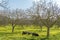 Mallorcan black pigs eating yellow wildflowers