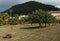 Mallorcan sheep grazing in a fig tree