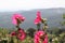 Mallow blossom flower and mountain landscape