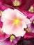 Mallow Flower Close up Core Tender pink blooming flowers Floral background or wallpaper