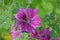 Mallow flower in sunshine