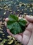 Mallow leaf on the palm green leaf of mallow flower