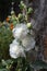 Mallow. Malva. Alcea Large, curly flowers. White flowers