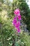 Mallow - Malva - Hollyhock - a tall pink  flower grows in northern Israel in the Golan Heights