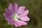 Mallow musk blooming. Flower Malva alcea, greater musk-mallow, cut-leaved, vervain or hollyhock mallow. In summer. Flowering