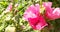 Mallow pink flowers bloom in the garden on a bright sunny day. bloom summer. Place for your text. green plants grow