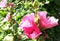 Mallow pink flowers bloom in the garden on a bright sunny day. bloom summer. Place for your text. green plants grow