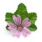 Mallow plant with flower and leaf isolated