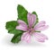 Mallow plant with flowers and leaves isolated