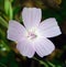 mallow purple and grey flower