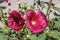 Mallow. Red Hollyhock. Beautiful red flowers of Annual mallow