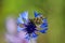 Mallow skipper, Carcharodus alceae, on blue cornflower