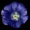 Mallow terry  blue flower  isolated black background. For design. Close-up.