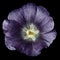 Mallow terry  purple flower  isolated black background. For design. Close-up.