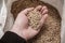 Malt grains in hand