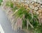 Malta, Dingli, grass and stone wall