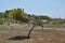 Malta: extremely wind-deformed tree