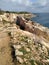 Malta seashore rock cliff