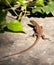 Malta Wall Lizard