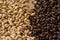 Malted grain close up. Mixed varieties of malted grain on a gray background. close-up. top view. flat lay. series of