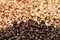 Malted grain close up. Mixed varieties of malted grain on a gray background. close-up. top view. flat lay. series of