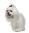 Maltese, 3 years old, standing in front of white