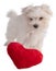 Maltese bichon puppy with a heart