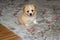 Maltese Bichon puppy stand on the carpet.
