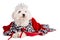 Maltese bichon with a queen crown with christmas decor