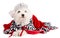 Maltese bichon with a queen crown with christmas decor