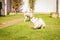 Maltese and border collie dog running on the grass