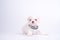 The Maltese is a breed of dog in the toy group. Maltese puppies are sleeping on a white background