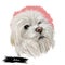 Maltese canis familiaris maelitacus, toy dog digital art illustration. Small pet originated in Italy, Italian breed