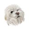 Maltese canis familiaris maelitacus, toy dog digital art illustration. Small pet originated in Italy, Italian breed. Purebred