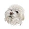 Maltese canis familiaris maelitacus, toy dog digital art illustration. Small pet originated in Italy, Italian breed. Purebred