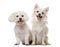 Maltese and Chihuahua in front of a white background