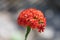 Maltese-cross flower Lychnis chalcedonica