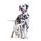 Maltese and Dalmatian dog standing together, isolated