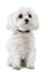 Maltese dog